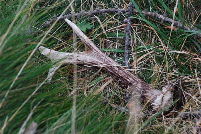 PASSIONE PER IL CERVO